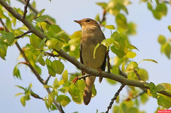 Luscinia megarhynchos