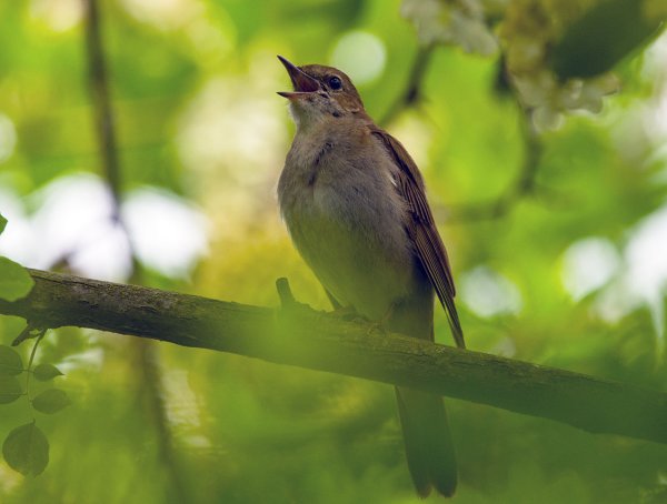 Соловей Соловушка