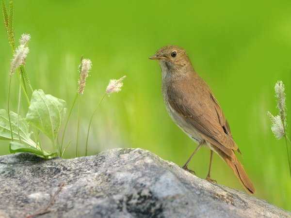 Соловей птичка певчая
