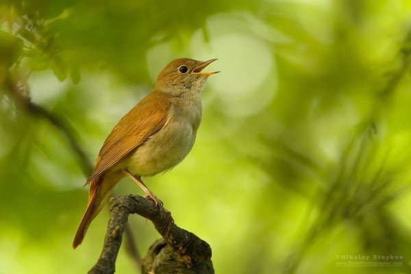 Соловей птичка певчая