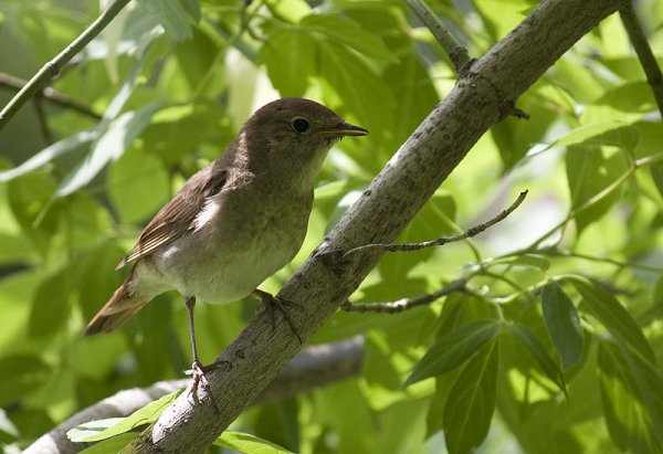 Соловей на дереве