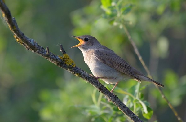 Природа Соловьиная роща