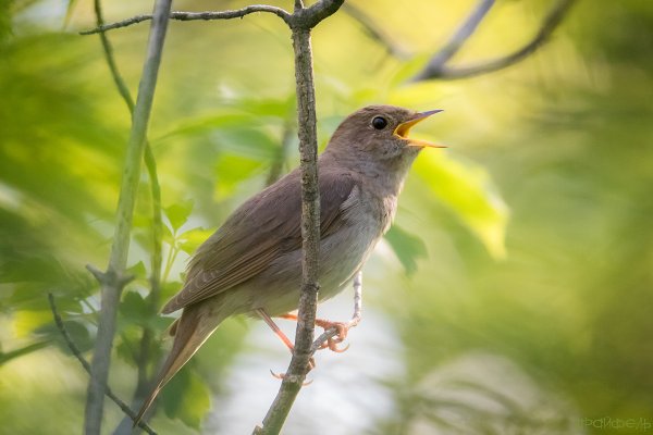 Соловьиная роща Соловей