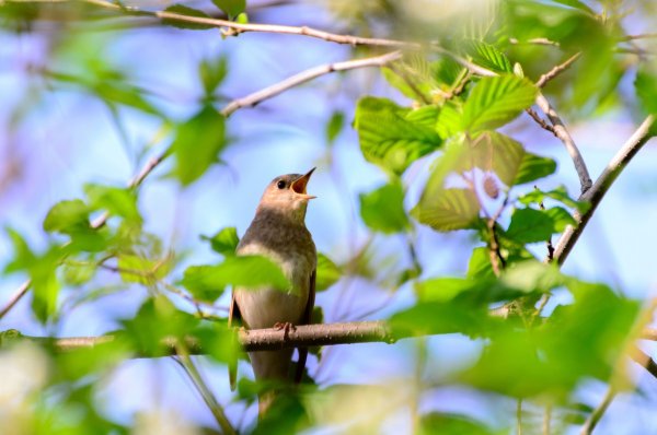 Весна птицы