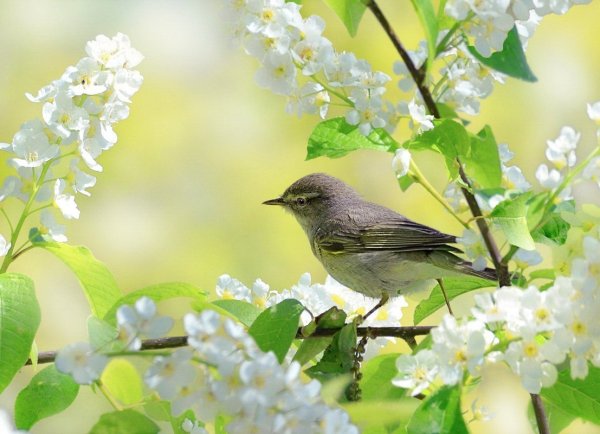 Соловьиная роща Соловей