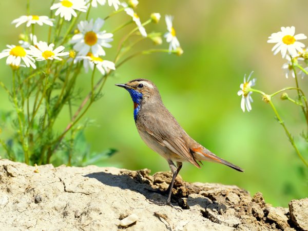 Птицы поют на рассвете