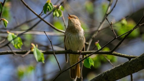 Соловей Пичужка