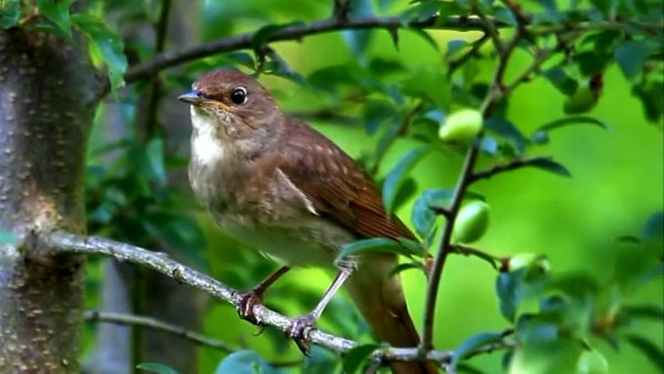 Птицы на цветущей яблоне