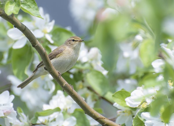 Соловей на ветке