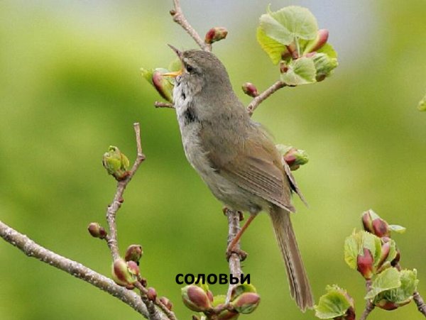 Сибирский Соловей птица