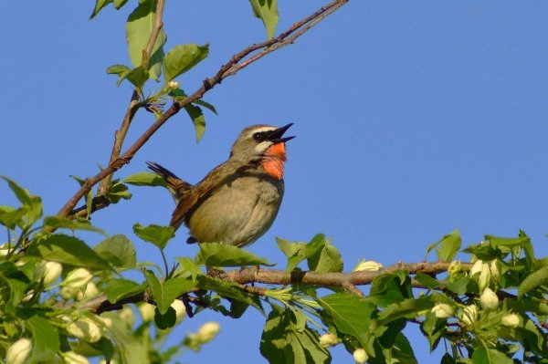 Заливистое пение птиц 5 букв
