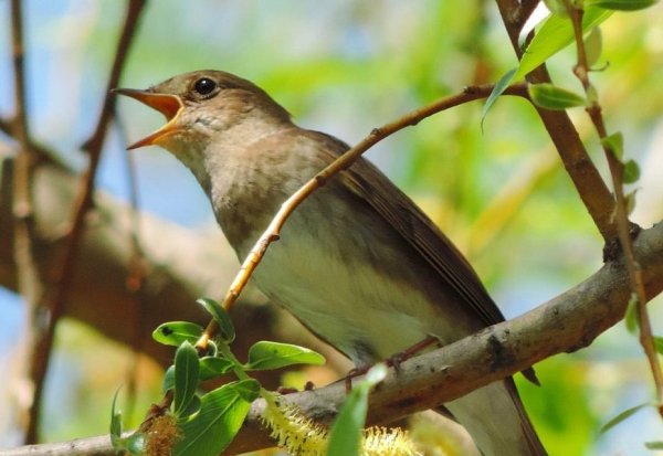 Жаворонок в полете