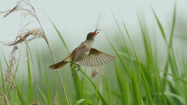 Ручей черемуха Соловей