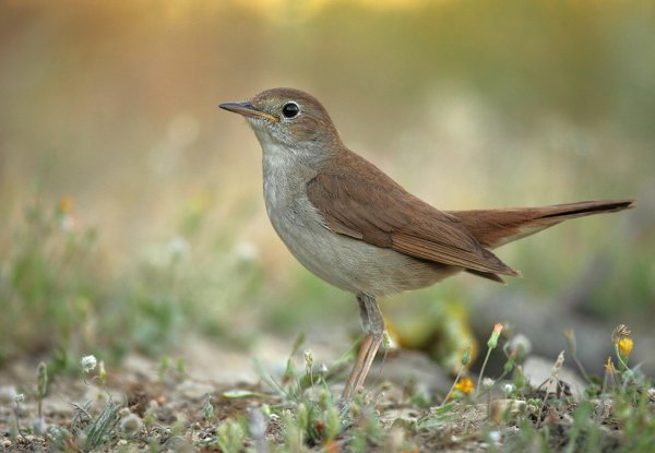 Ночной Соловей