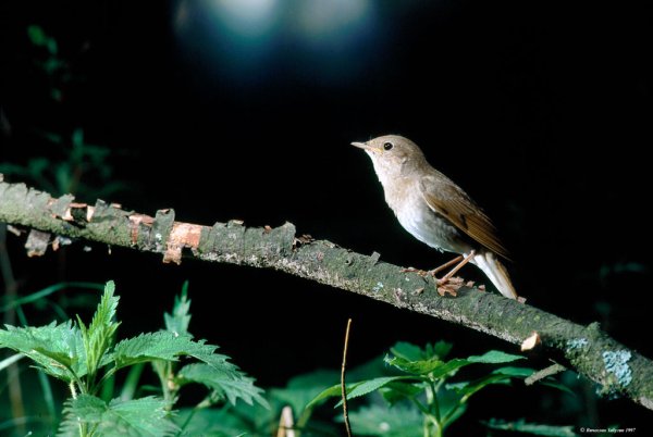 Птицы поют на рассвете
