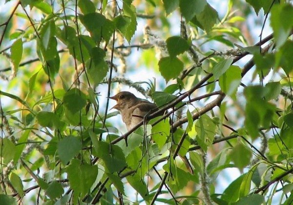 Пение Курского соловья