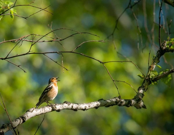 Утренний Соловей
