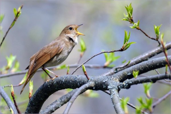 Соловей на ветке