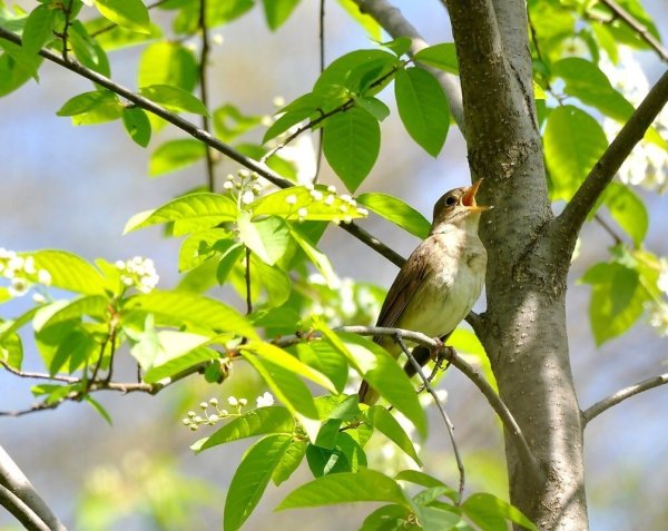 Nightingale Соловьиная трель