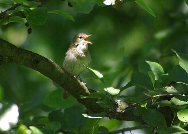Певчие птицы Соловей