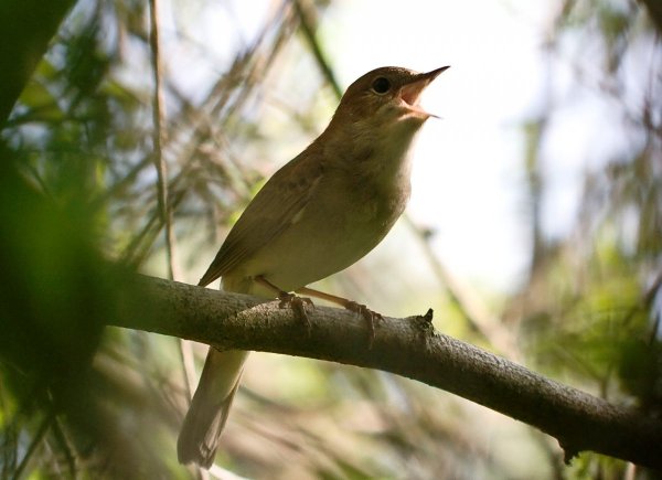 Ручей черемуха Соловей