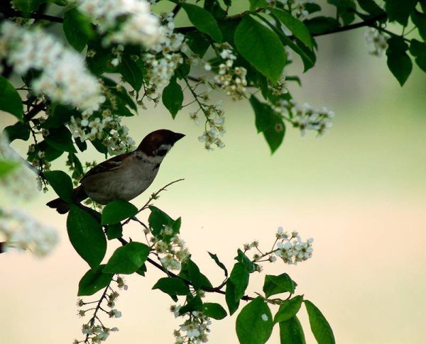 Обыкновенный Соловей самка