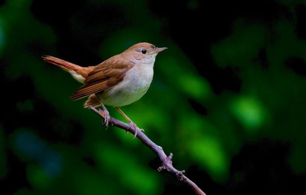 Соловей самец