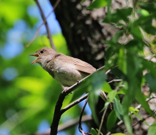 Голоса птиц в природе