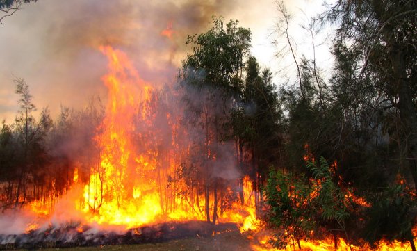 Лесной пожар в Свердловской области 2010