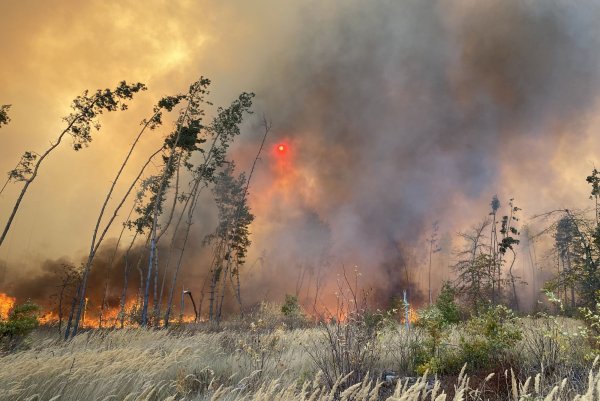 Небольшой пожар в лесу