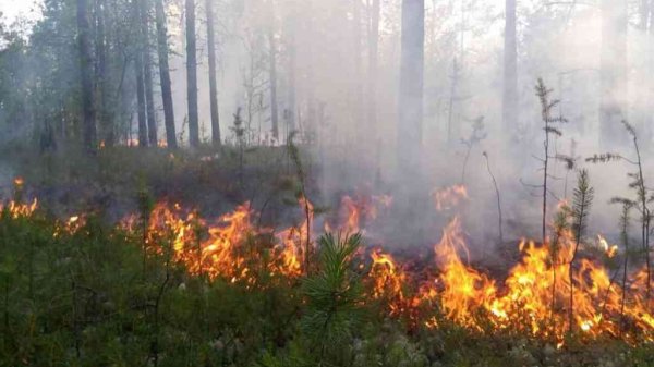 Лесные пожары в Воронежской области 2010