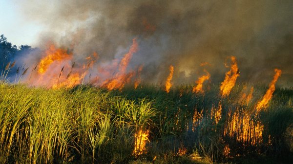 Горящий лес с высоты