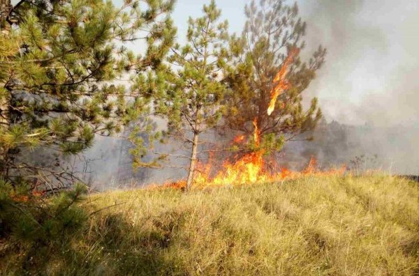 Пожары в Сибири 2019