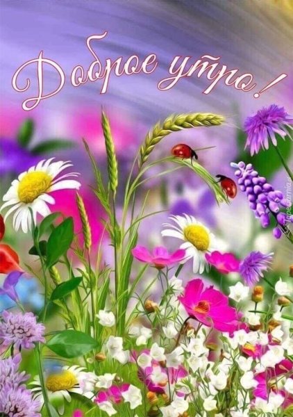 Полевые цветы