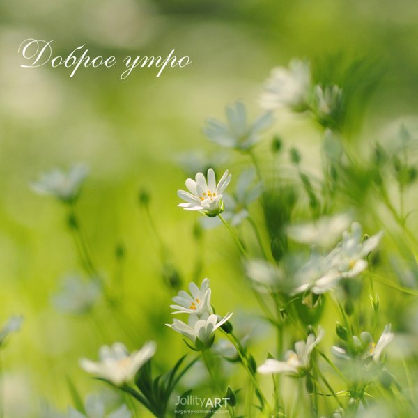 Пожелания с добрым утром природа лето
