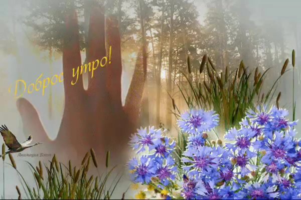 Доброе летнее утро гифки