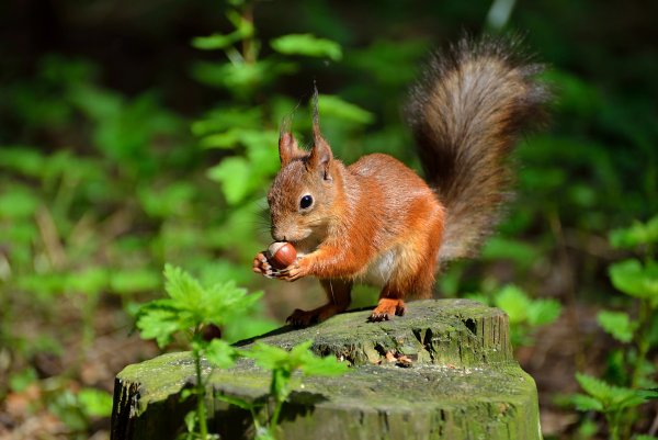 Лесная белка широколиственных лесов