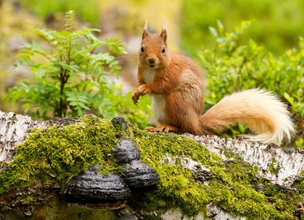 Белка Кольского полуострова