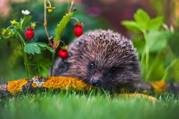 Красивый Ежик