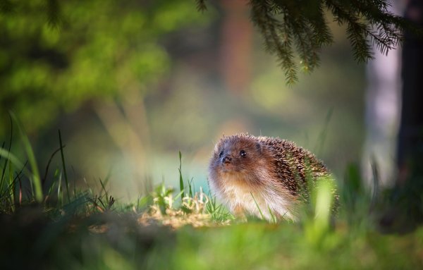 Лесные животные для детского сада