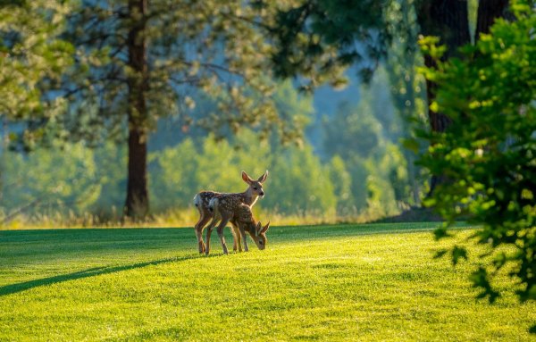 Кошка на природе