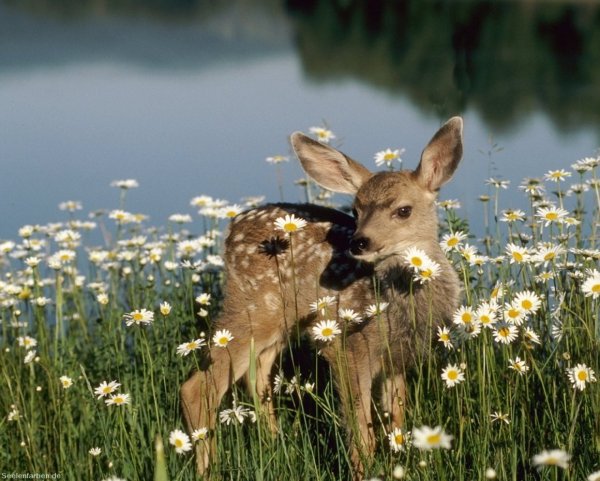Олень в лесу