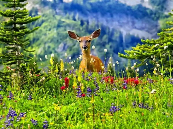 Животные летом на природе