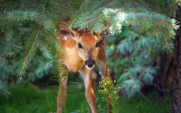 Художник Иван Харченко природа