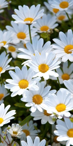 Лето ромашки