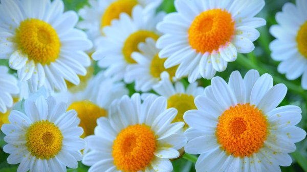 Обои на рабочий стол ромашки