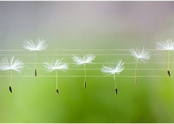 Скрипка и цветы