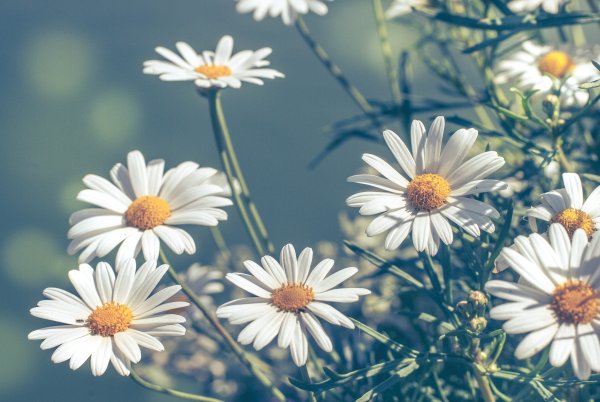 Ромашка цветы