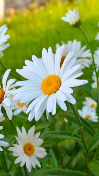 Ромашки на голубом небе