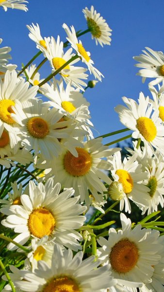 Ромашки картинки нежные